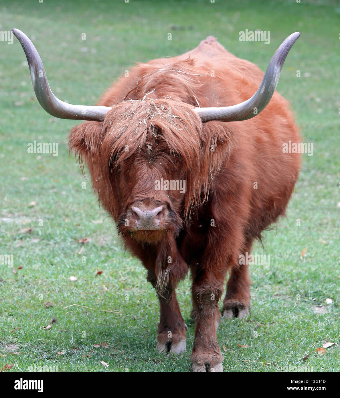 Yak mit dem braunen Haar und den zwei langen Hörner Stockfoto