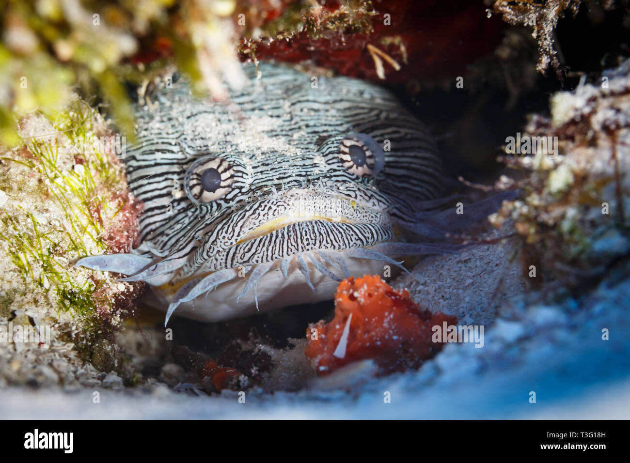 Prächtige Krötenfisch, Sanopus splendidus, versteckt in Red Coral Stockfoto