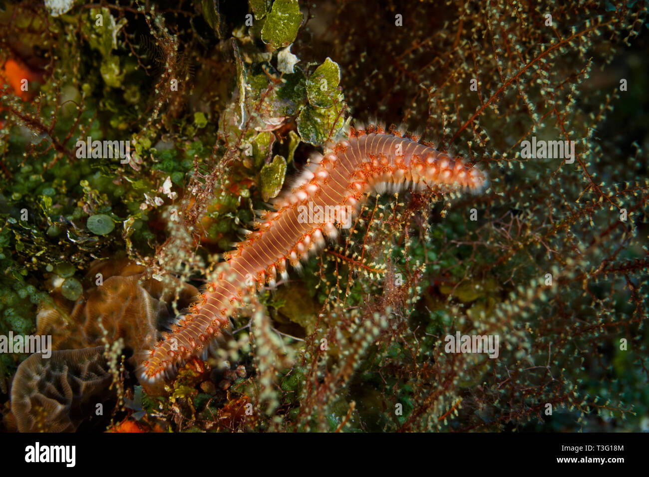 Bärtige Feuer Hermodice carunculata, Wurm, versteckt in den Tentakeln der Koralle Stockfoto