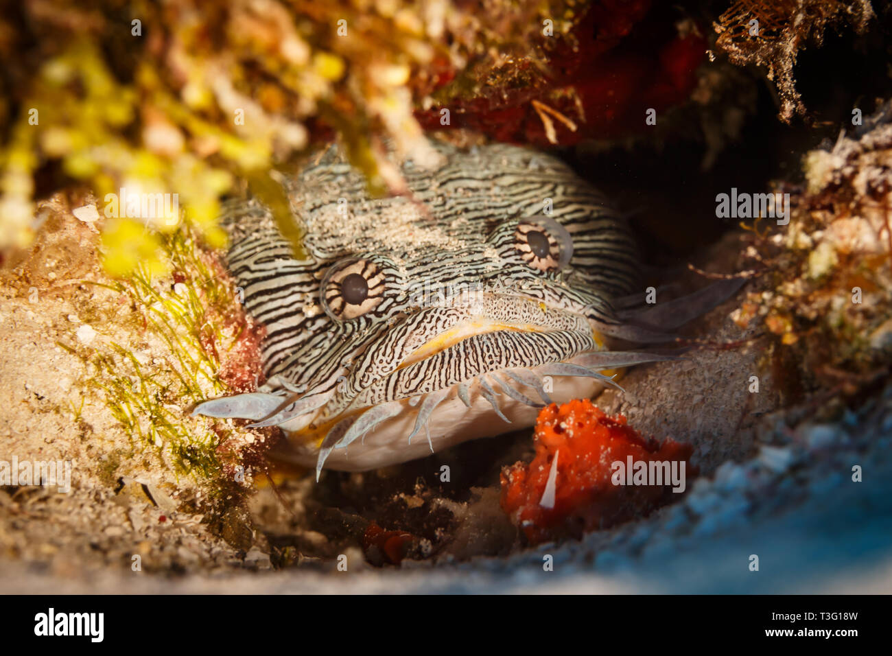 Prächtige Krötenfisch, Sanopus splendidus, versteckt sich im Coral Stockfoto