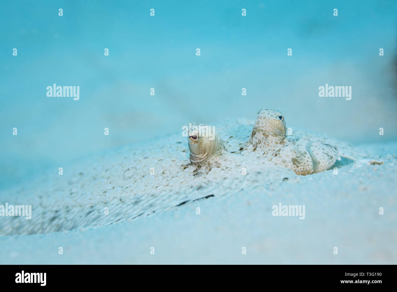 Bothus ocellatus Flach, Links eyed Flunder in den weißen Sand getarnt Stockfoto