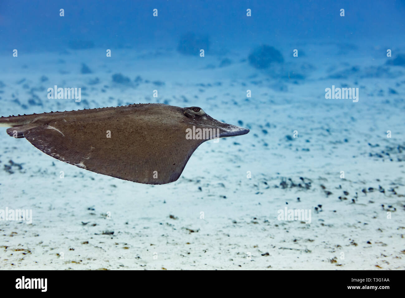 Nahaufnahme des grauen juvenile südlichen Stingray navigieren des Meeresbodens durch flattern seine Brustflossen Stockfoto