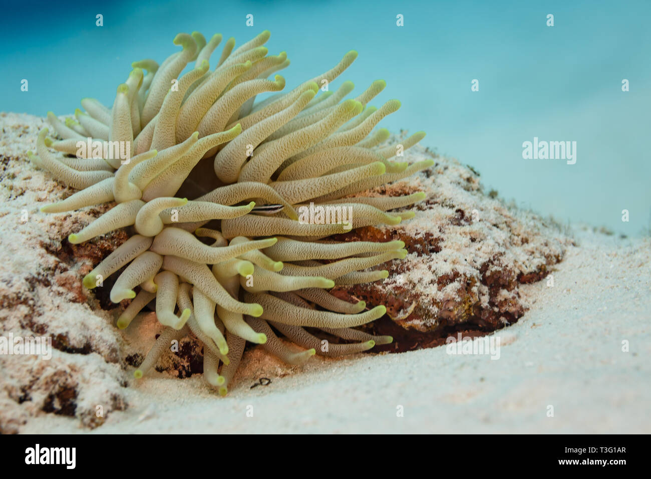 Seeanemone Tentakeln host Schwarz und Weiß sharknose Grundel Fisch, Elacatinus evelynoe, sauberer Fisch Stockfoto