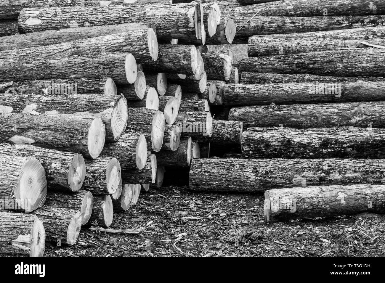 Holzstapel Stockfoto