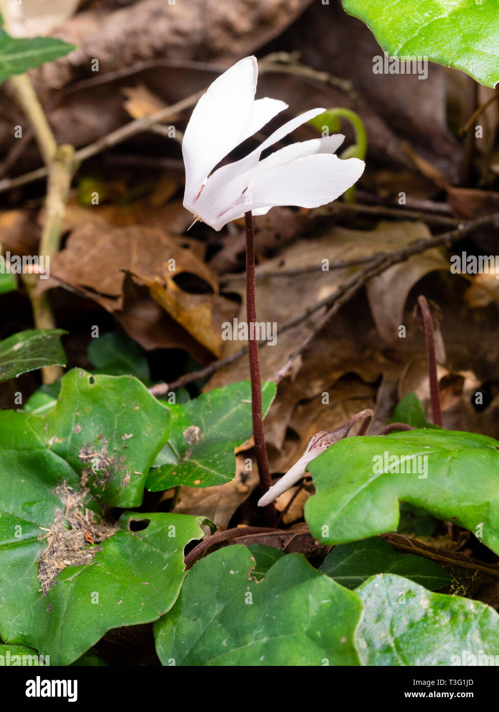 Seltene weiße Form der Frühling blühende sowbread, Cyclamen repandum, auf einem waldboden Stockfoto
