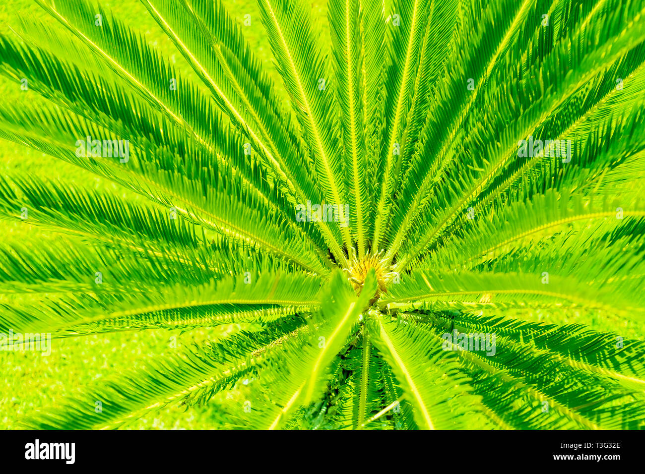 Kreative tropischen Palmen Blätter Anordnung beleuchtet mit Ufo grünes Licht. Sommer rave Night Party kreatives Konzept. Lebendige Farben Hintergrund. Design für Stockfoto