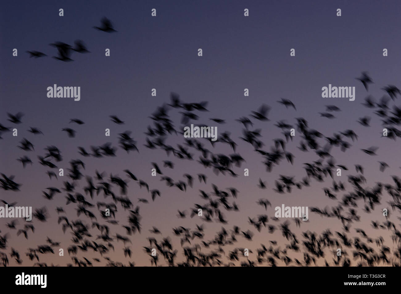 Eine Herde von Bewegung verwischt Vögel in eine Dämmerung Himmel am Bosque Del Apache, New Mexico fliegen. Stockfoto