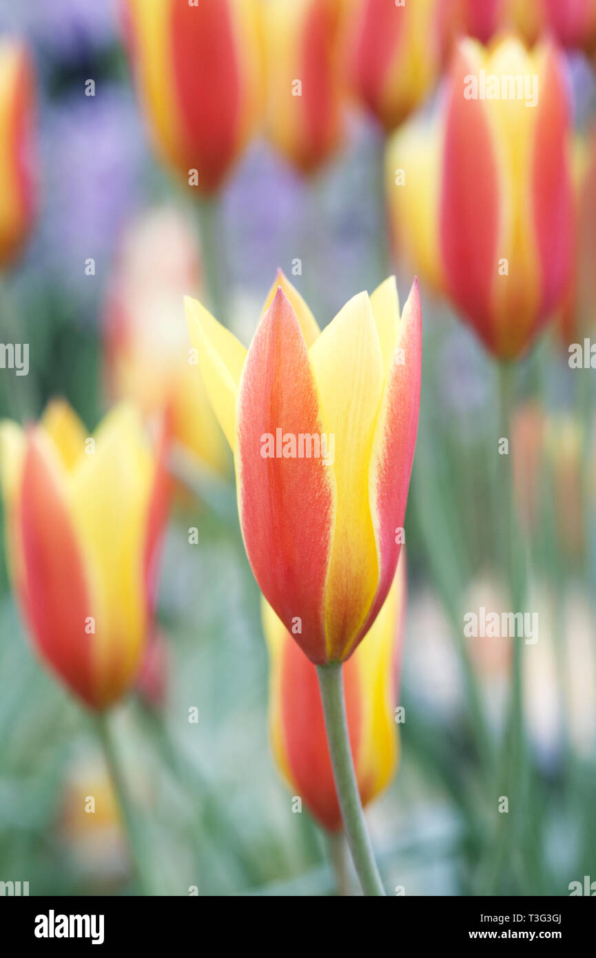 Tulipa clusiana var. chrysantha 'Tubergen Gem' Blumen. Stockfoto