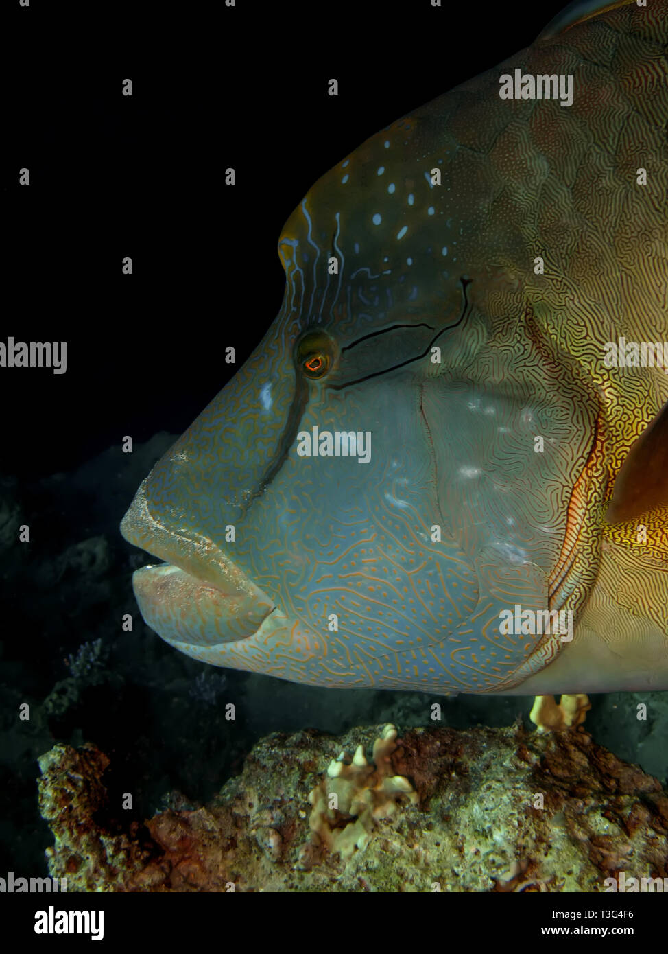 Napoleons. (Cheilinus undulatus) Stockfoto