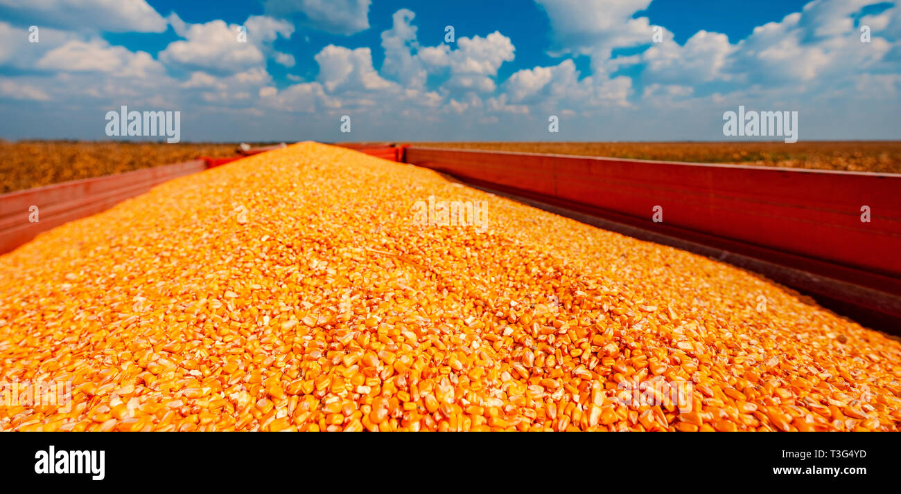 Stapel der geernteten Mais Samenkernen in Traktoren Anhänger ist bereit, Grain Silo transportiert zu werden. Stockfoto