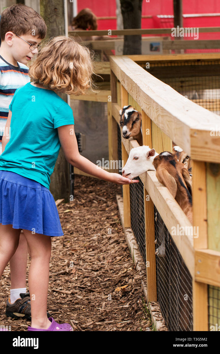 Ein 9-jähriges Mädchen speist eine weiße Ziege an einen Streichelzoo in South Bend, Indiana, USA. Stockfoto