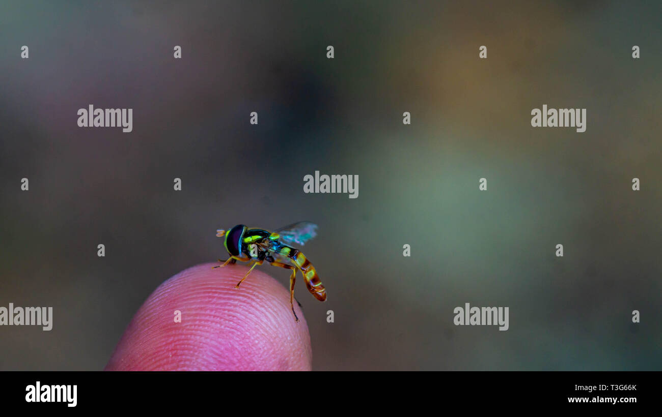 Nahaufnahme der bunten Waldfliege/stingenlosen Biene an der Fingerspitze, um den Schweiß zu saugen Stockfoto