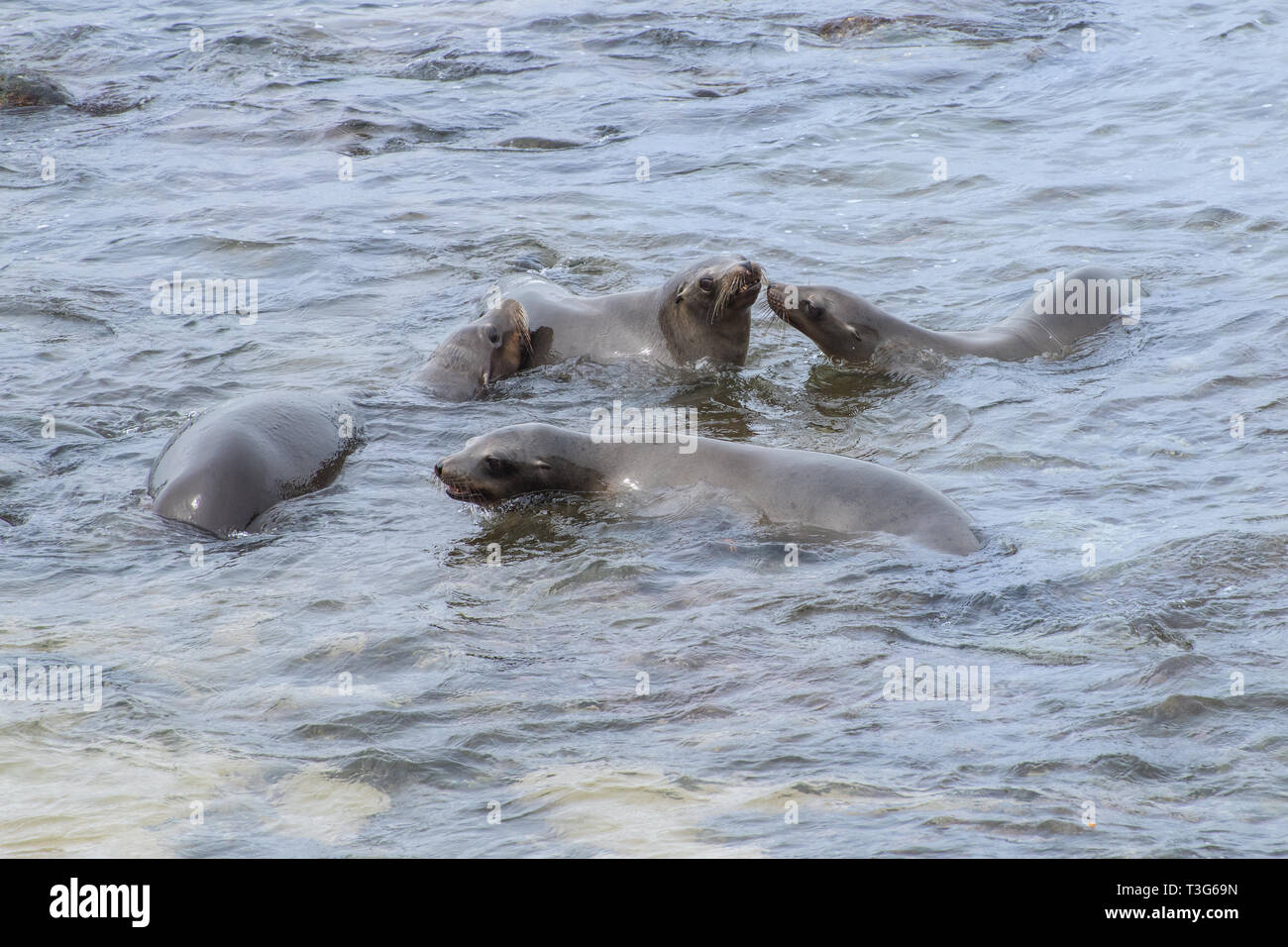 Vier junge kalifornische Seelöwen Swimmg und Spielen im Pazifischen Ozean Stockfoto