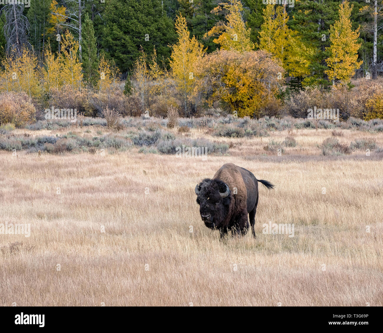 Bison im Herbst auf der Sagebrush Wohnungen vom Grand Teton National Park Stockfoto