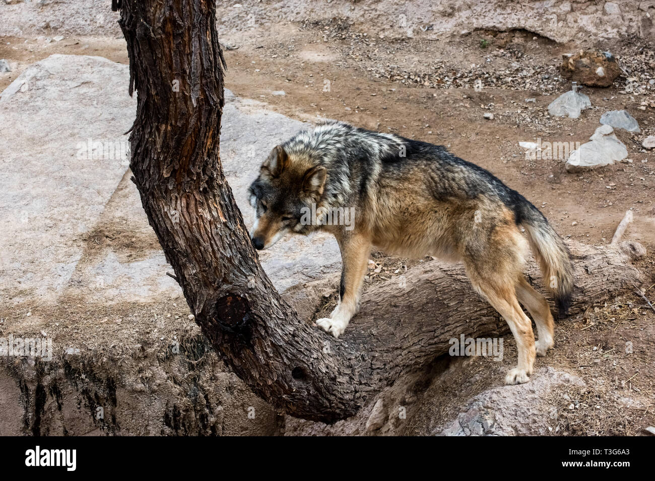Mexikanische Grauer Wolf heraus überprüfen Duft Markierungen auf einem Baum Stockfoto