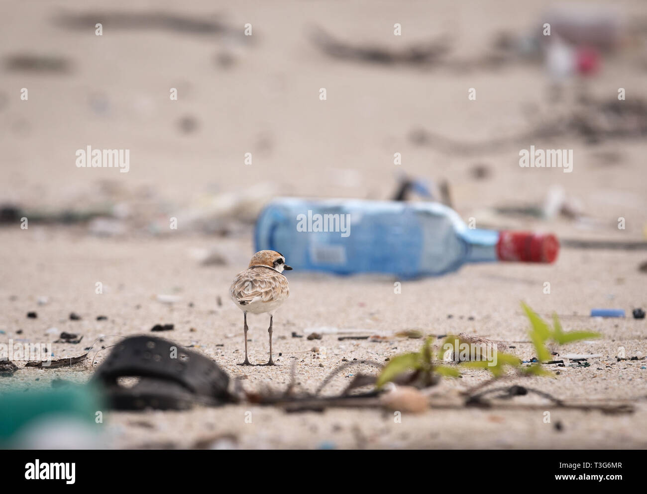Die Zerstörung der Erde Stockfoto