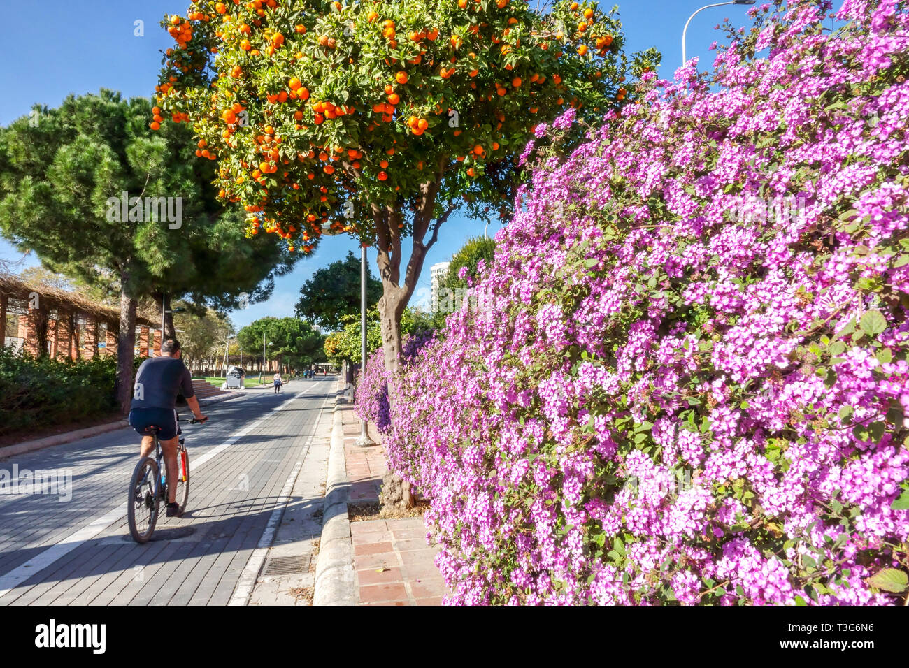 Valencia Gärten, Orangenbaum, Radtouren auf blühenden Radweg ehemaliger Turia Fluss Spanien Biker Valencia Spanien Europa Lifestyle Active Life Stockfoto