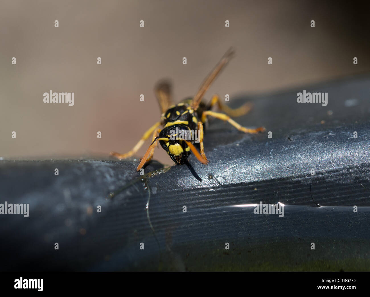 Wasp Waist Stockfotos und bilder Kaufen Alamy