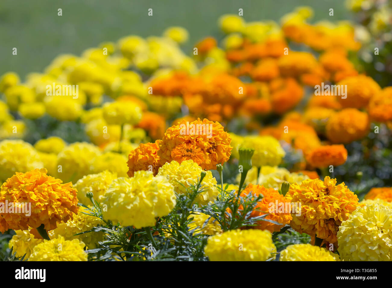 Gelb und Orange Ringelblume im Garten. Montenegro Stockfoto