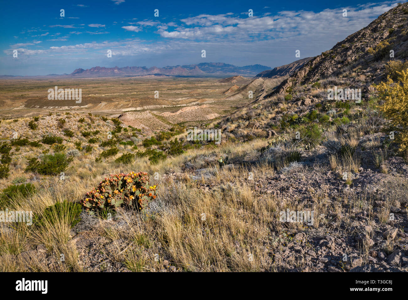 Chisos Berge in der Ferne, Ansicht von Mariscal Canyon Rim Trail, Big Bend National Park, Texas, USA Stockfoto