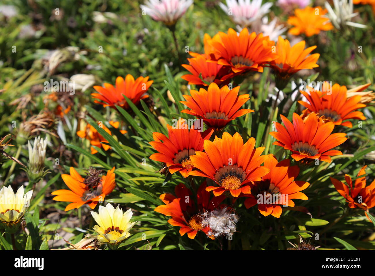 Rote und orange Blüten Stockfoto