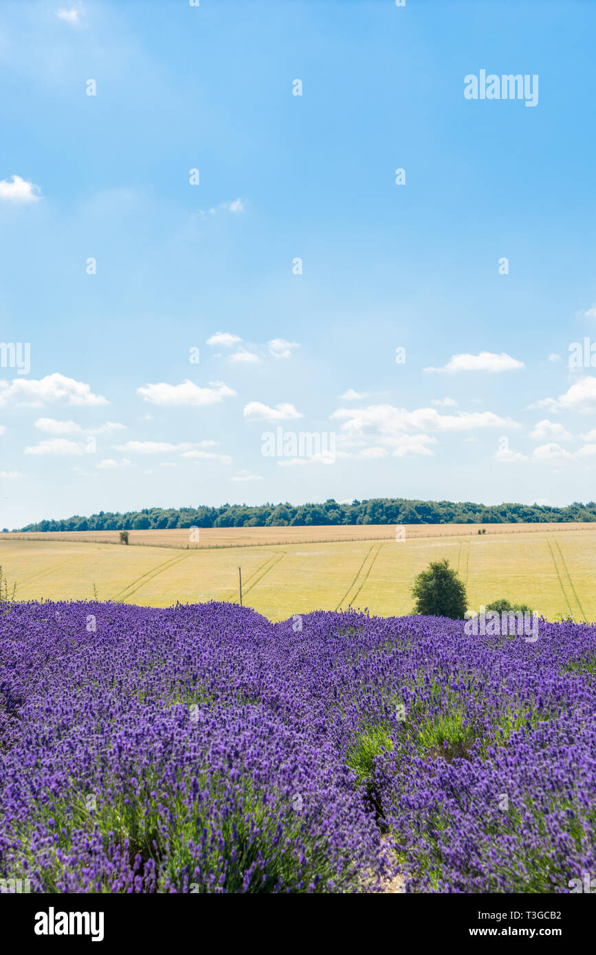 Lavendelfeld an einem sonnigen Tag Stockfoto