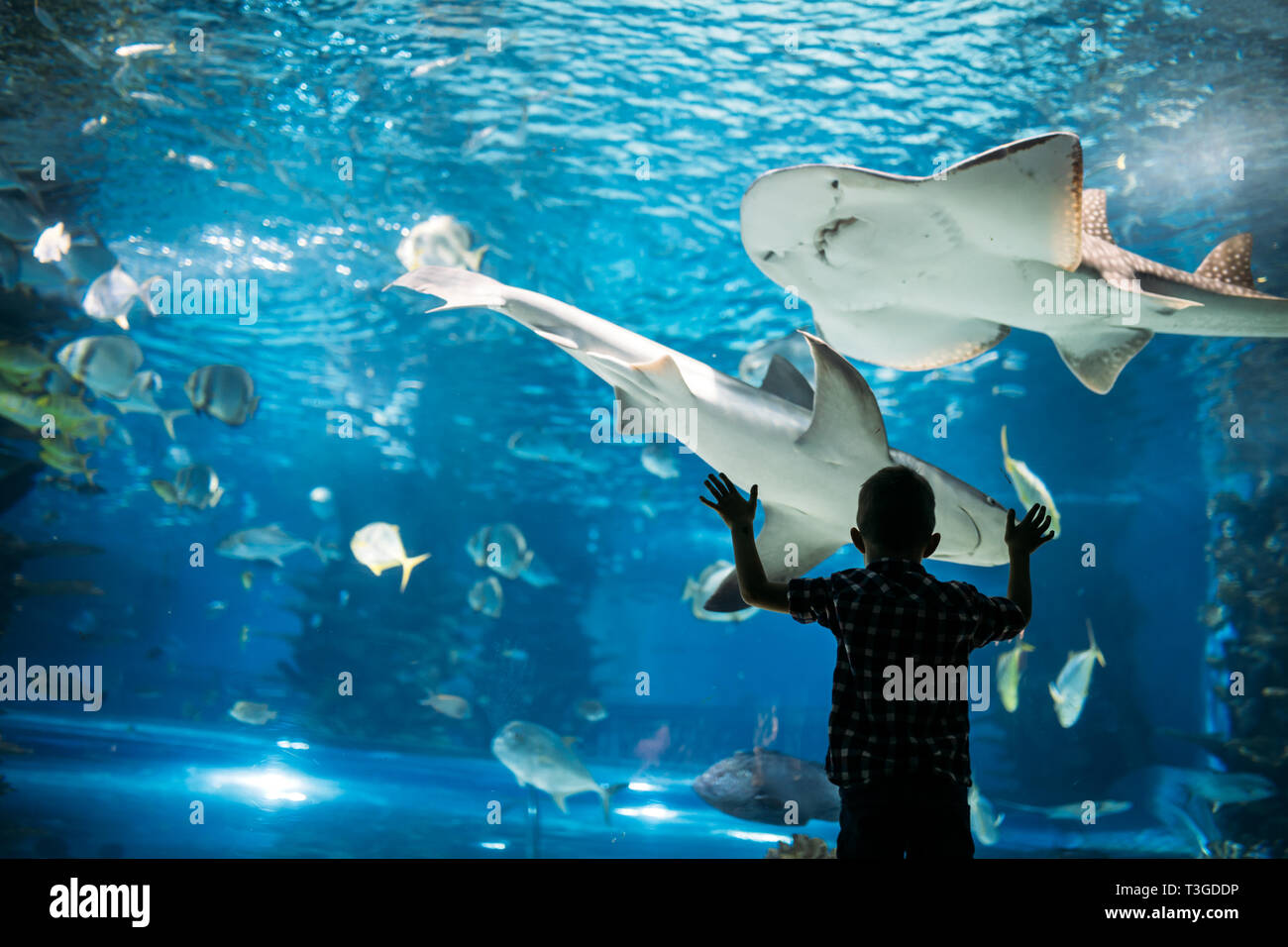 Silhouette eines Jungen an der Fische im Aquarium. Stockfoto