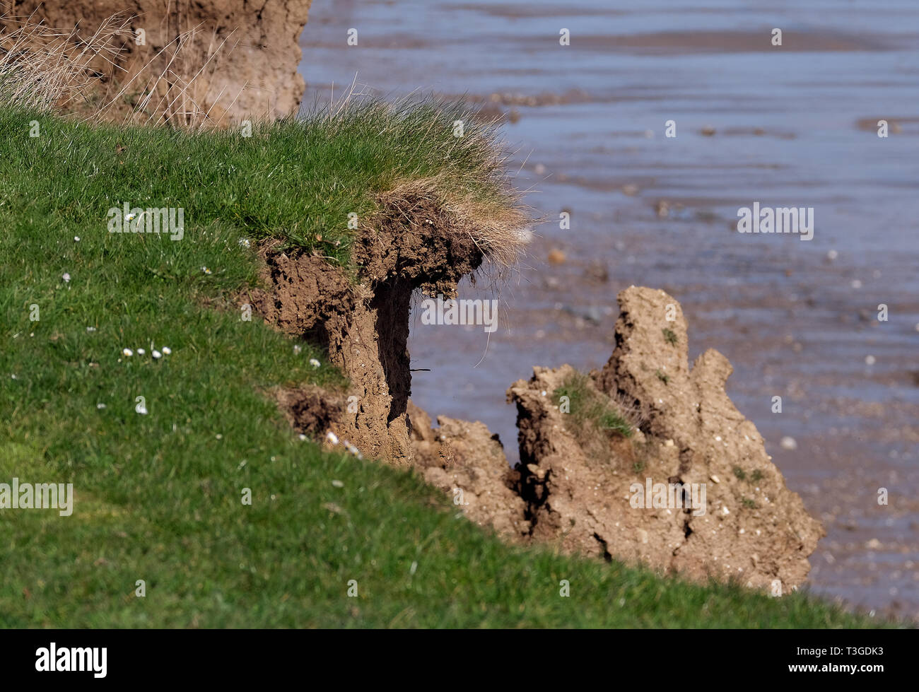 Bedeutende clay Cliff Erosion an der Ostküste von Yorkshire in Skipsea. UK. Stockfoto