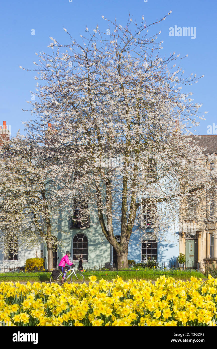 Ein Radfahrer in einem hellen Rosa top Skipässe Frühjahr Narzissen und einem herrlichen blühenden Kirschbaum in St. Clement's Street, Oxford Stockfoto