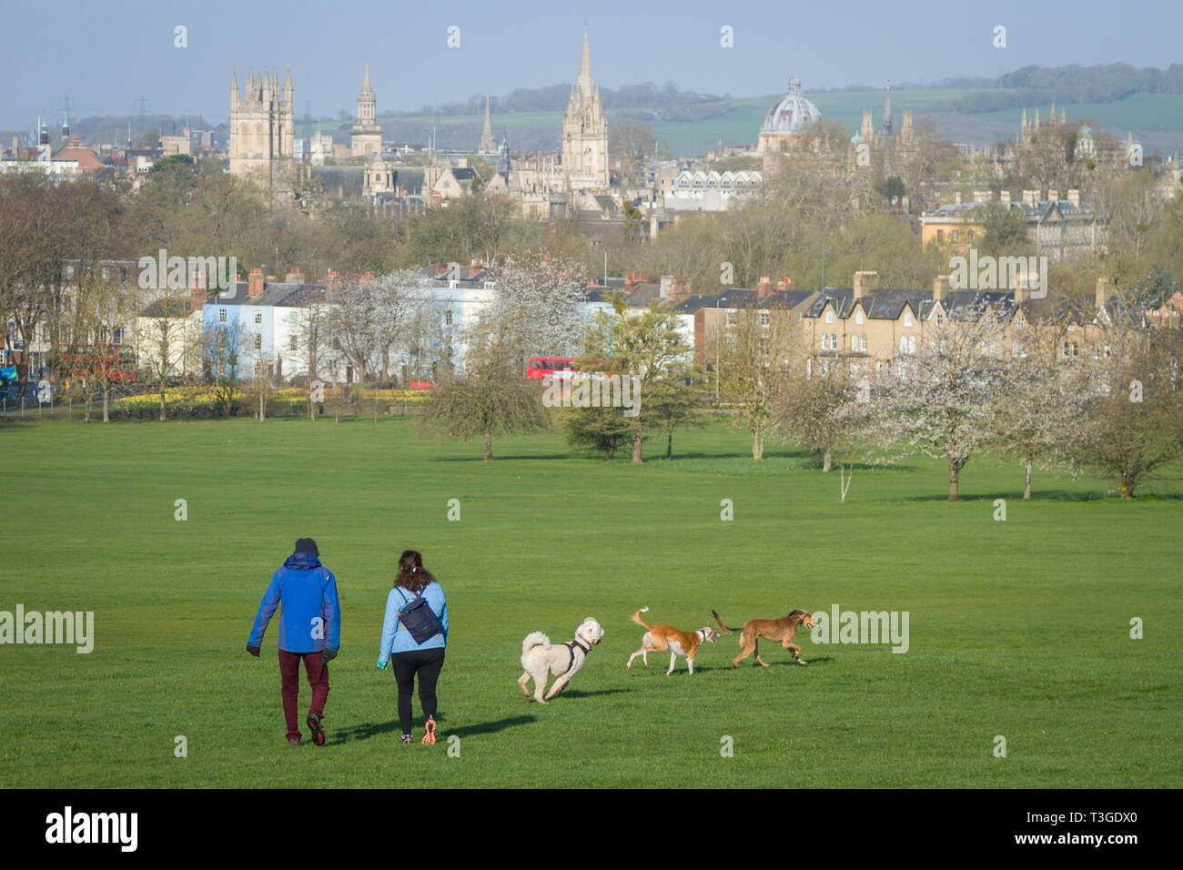 Ein paar nehmen Ihre drei stürmischen Hunde für einen Spaziergang in South Park, Oxford mit dem goldenen Oxford in der Ferne Stockfoto