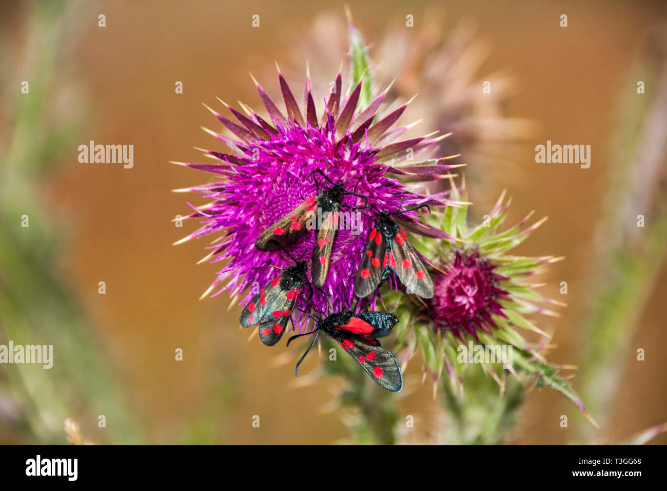 Schmale umrahmten fünf spot Burnet Motten auf eine Distel-Pflanze Stockfoto