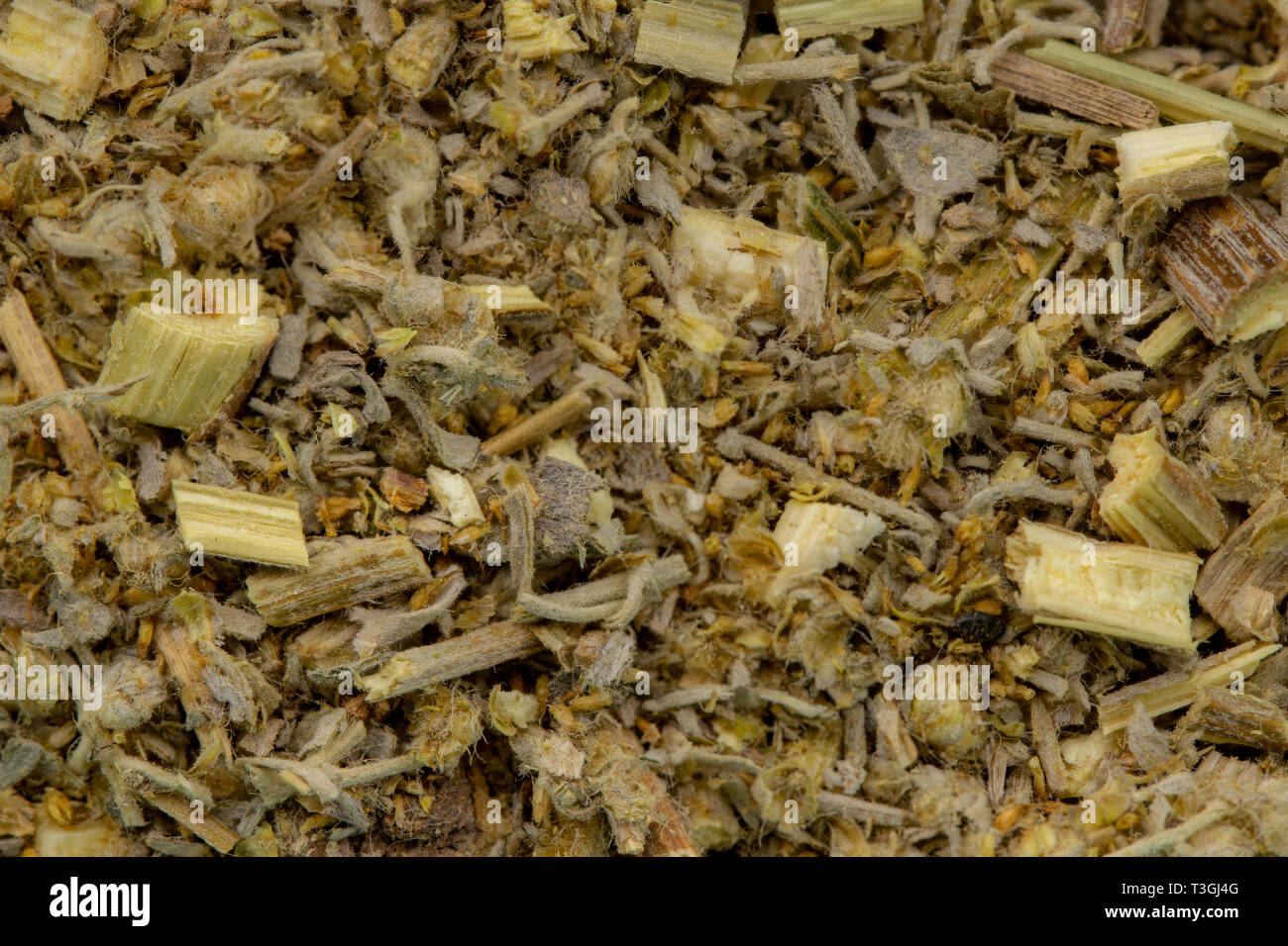 Wermutkraut Kraut detail, gesunde Blätter Naturheilkunde Stockfoto