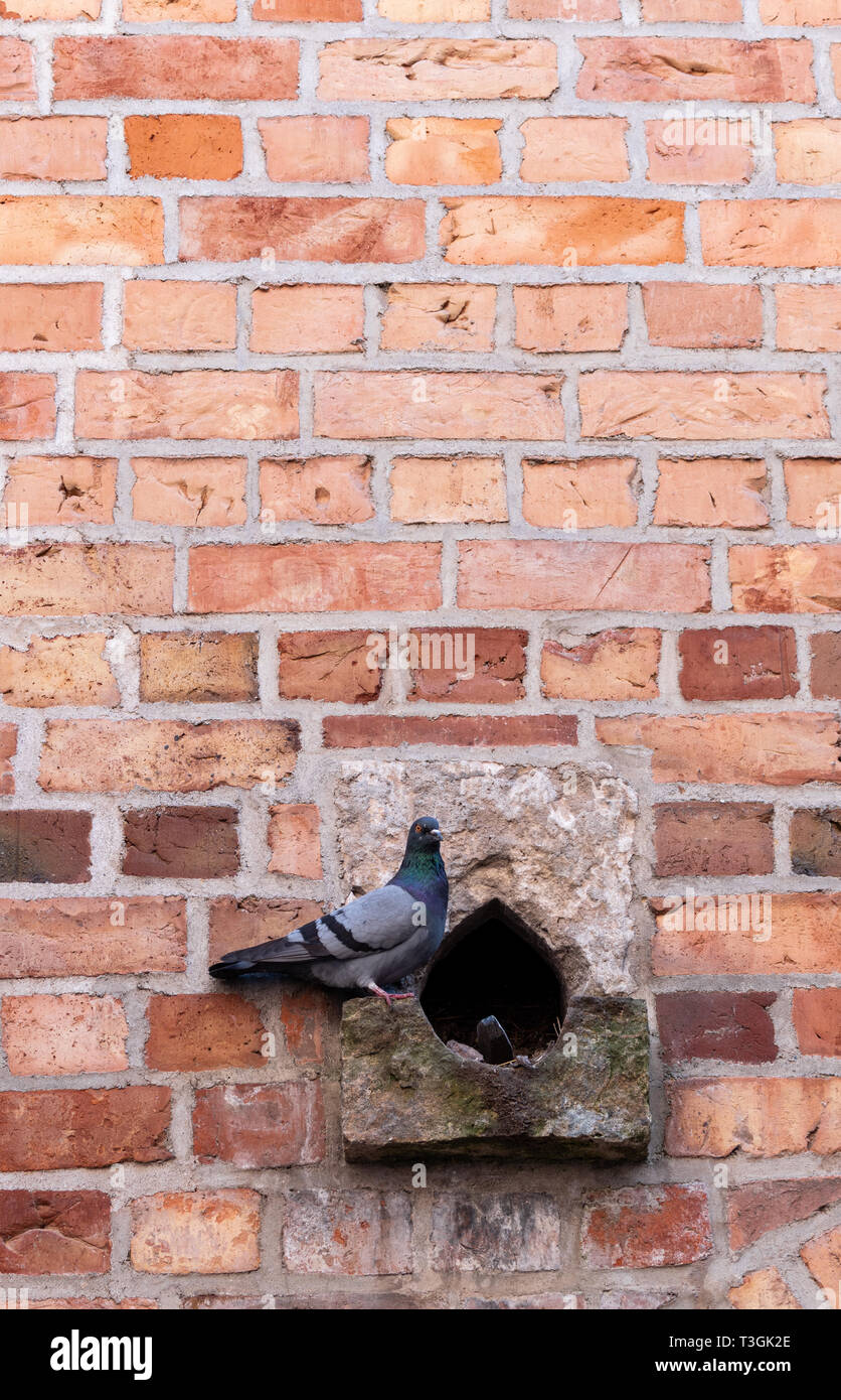 Eine gemeinsame Taube Sitzstangen außerhalb sein Nest in eine Mauer. Stockfoto