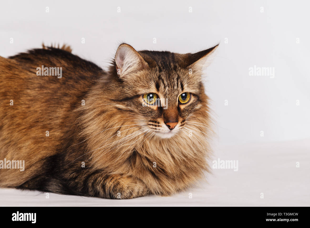 Grau tabby Furry süße Katze liegend auf einer hellen Wand Hintergrund, close-up. Gestreifte flauschige Katze mit einem langen Schnurrbart portrait. Stockfoto