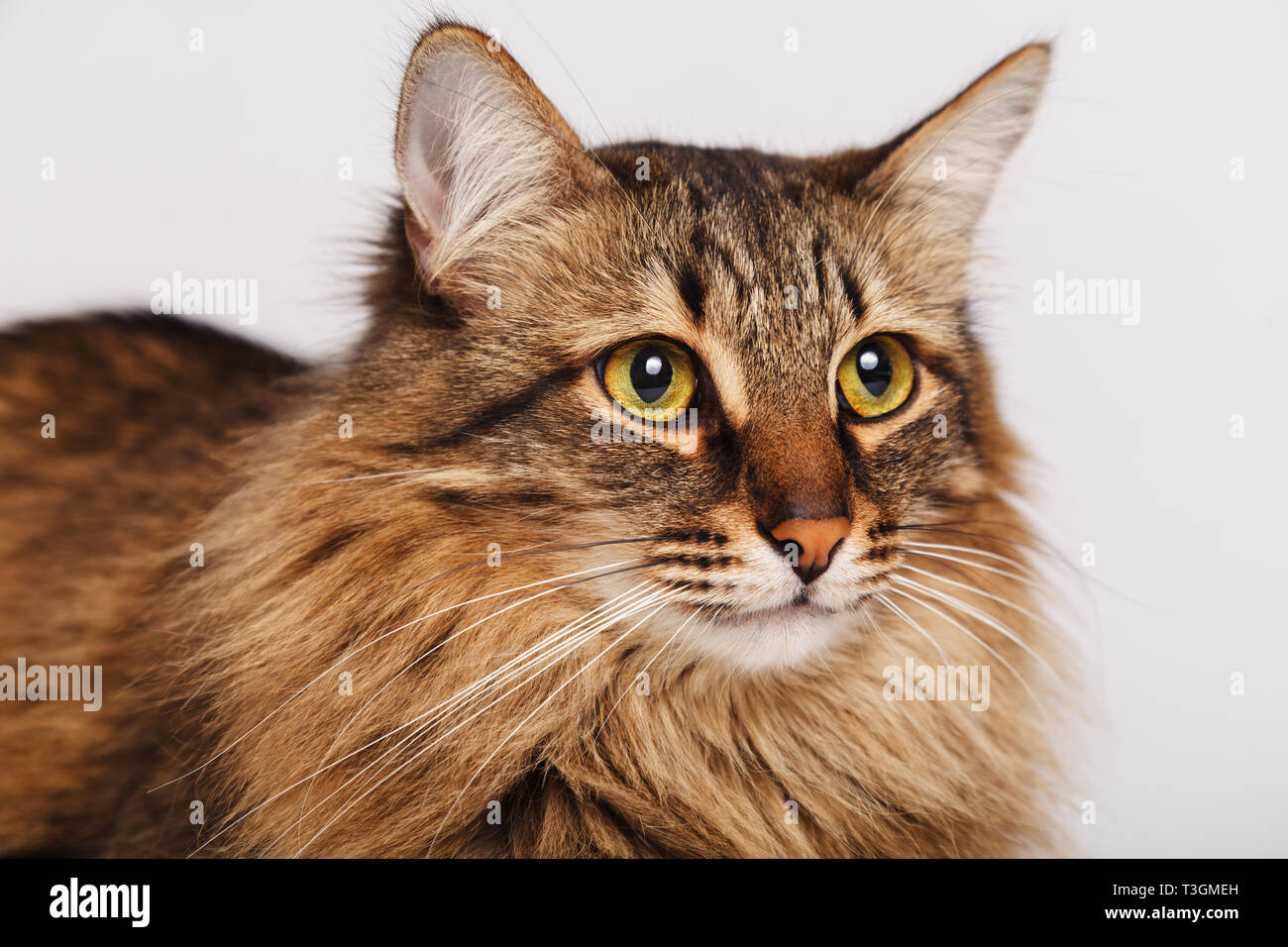 Grau tabby Furry süße Katze liegend auf einer hellen Wand Hintergrund, close-up. Gestreifte flauschige Katze mit einem langen Schnurrbart portrait. Stockfoto