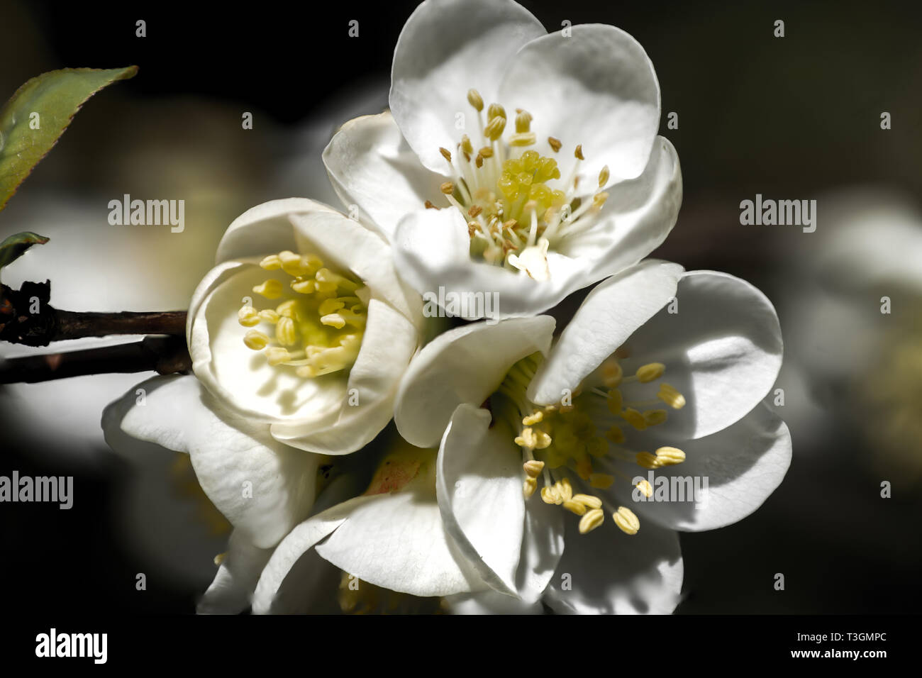 Makroökonomische Bild eines roten Camelia flower mit zwei Blütenblätter zeigt viele Details Stockfoto