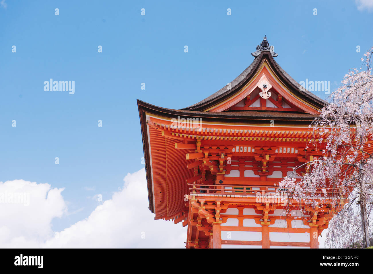 Kirschblüte (Sakura) Blühende vor einem herkömmlichen roten und schwarzen Japanischen Schrein Stockfoto