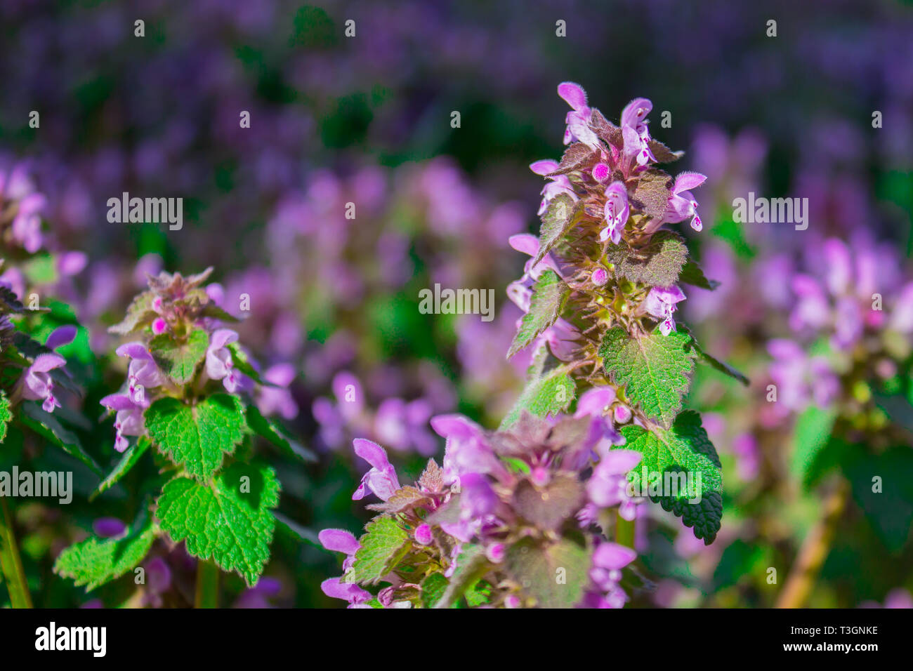 Blumen Lamium maculatum auch als Tote entdeckt - Brennnessel bekannt, getupft henbit und lila Drachen. Stockfoto