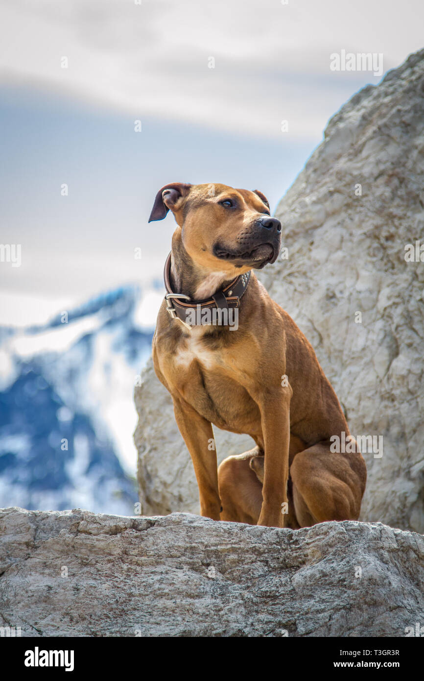 Hund auf einem Stein saß, die Alpen im Hintergrund - Österreich Stockfoto