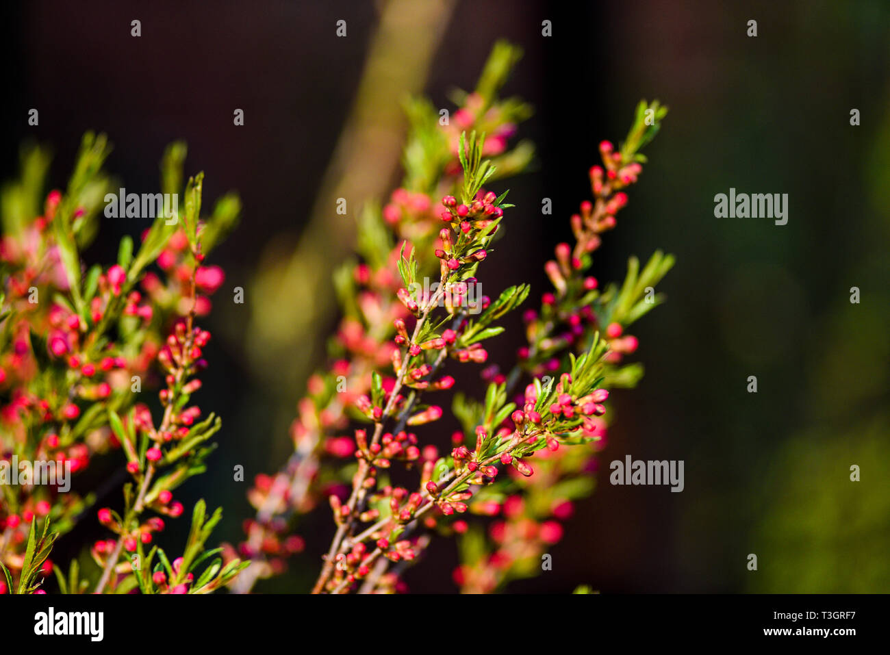 Mandel Zwerg blühen im Garten, Frühling. Stockfoto