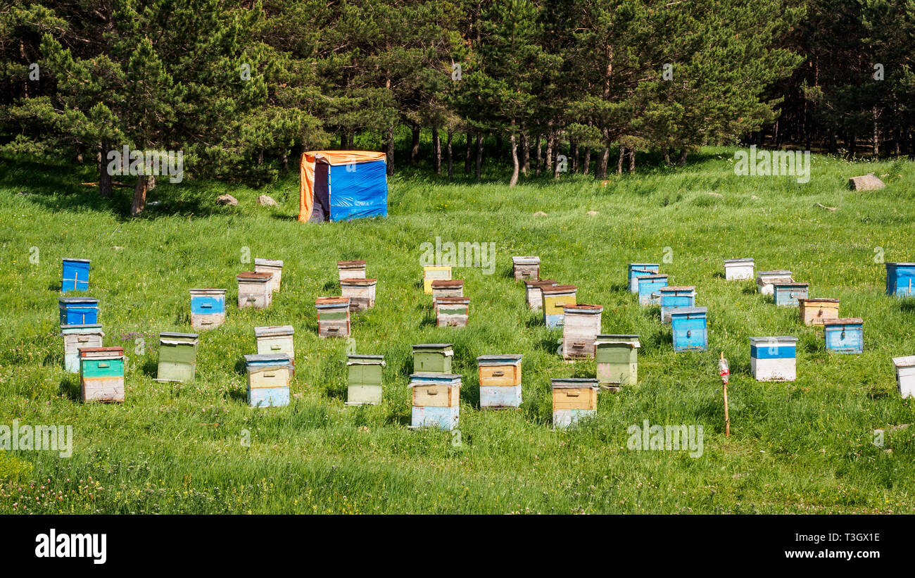 Viele Bienenstöcke stehen in der Mitte eines grünen Rasen in der Nähe des Waldes. Produktion von umweltfreundlichen Berghonig. imkerei wiese wald Stockfoto