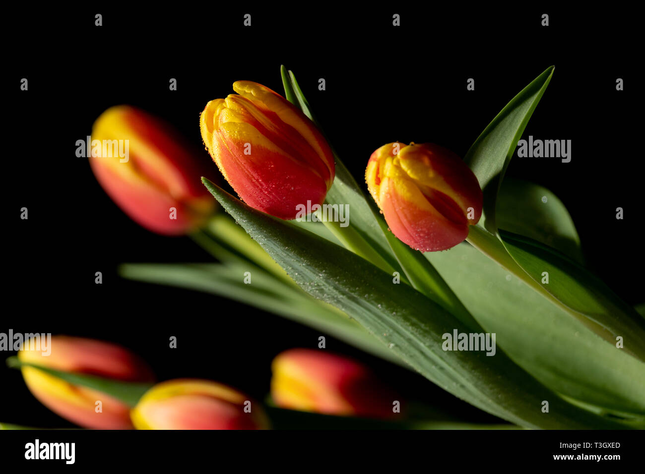 Schöne orange und rote Tulpe auf schwarzem Hintergrund Stockfoto