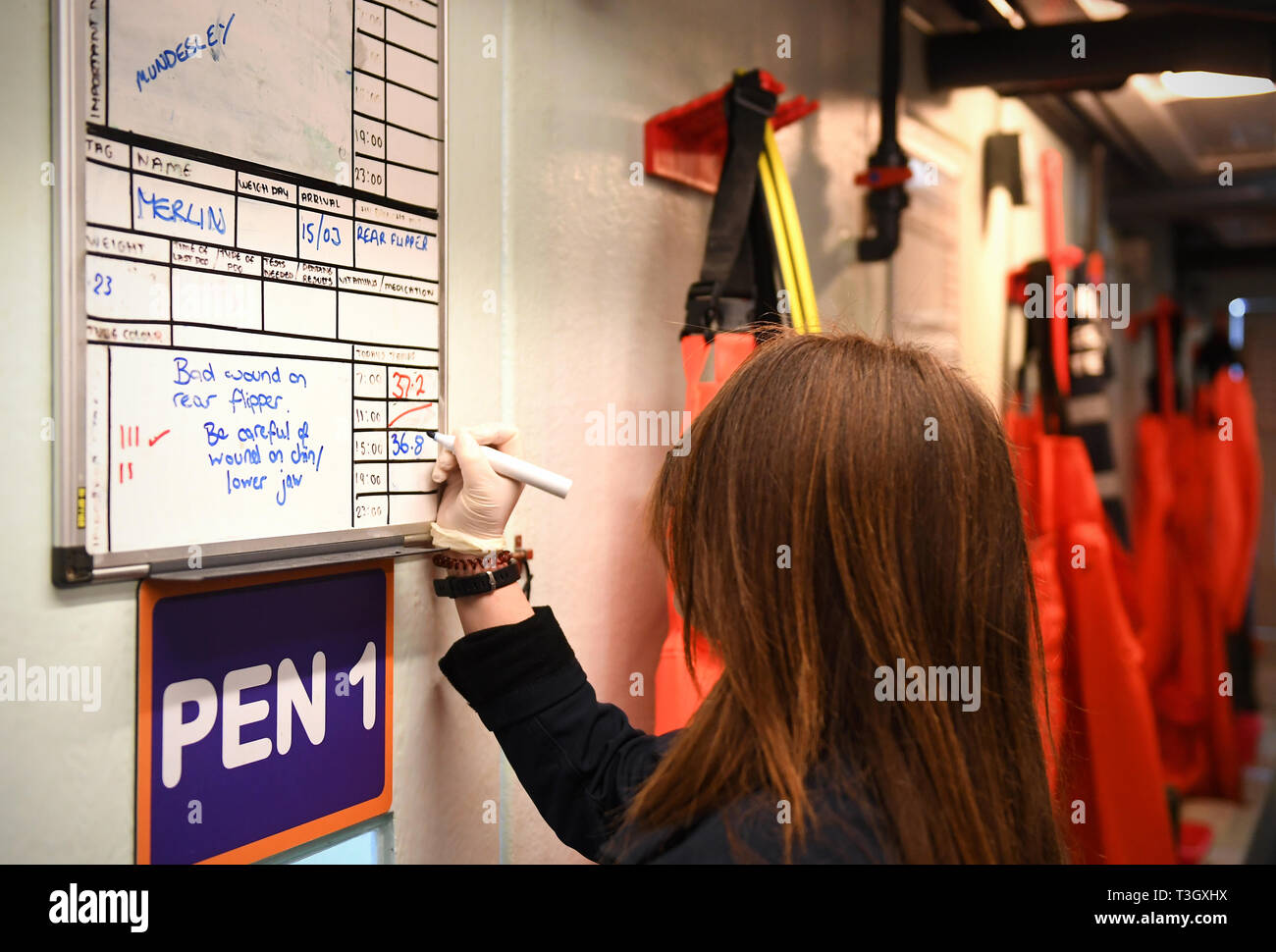 Aquarianer Cody Townsend Updates eine Dichtung medizinisches Diagramm in der Dichtung Krankenhaus im SEA LIFE Hunstanton. Stockfoto