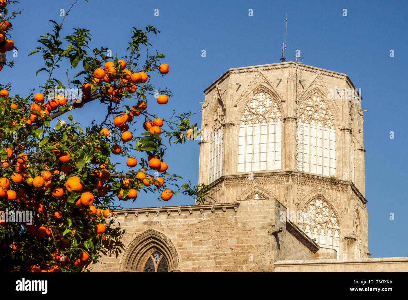 Kathedrale von Valencia Orangenbaum in der Altstadt von Valencia, unvollendeter Turm Gotische Architektur aus dem Mittelalter Valencia Spanien Europa Kathedralengebäude Stockfoto