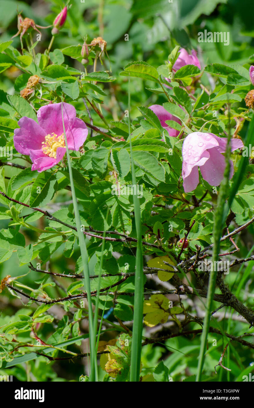 Rosa Wild Rose in Duck Mountain Provincial Park, Manitoba Stockfoto