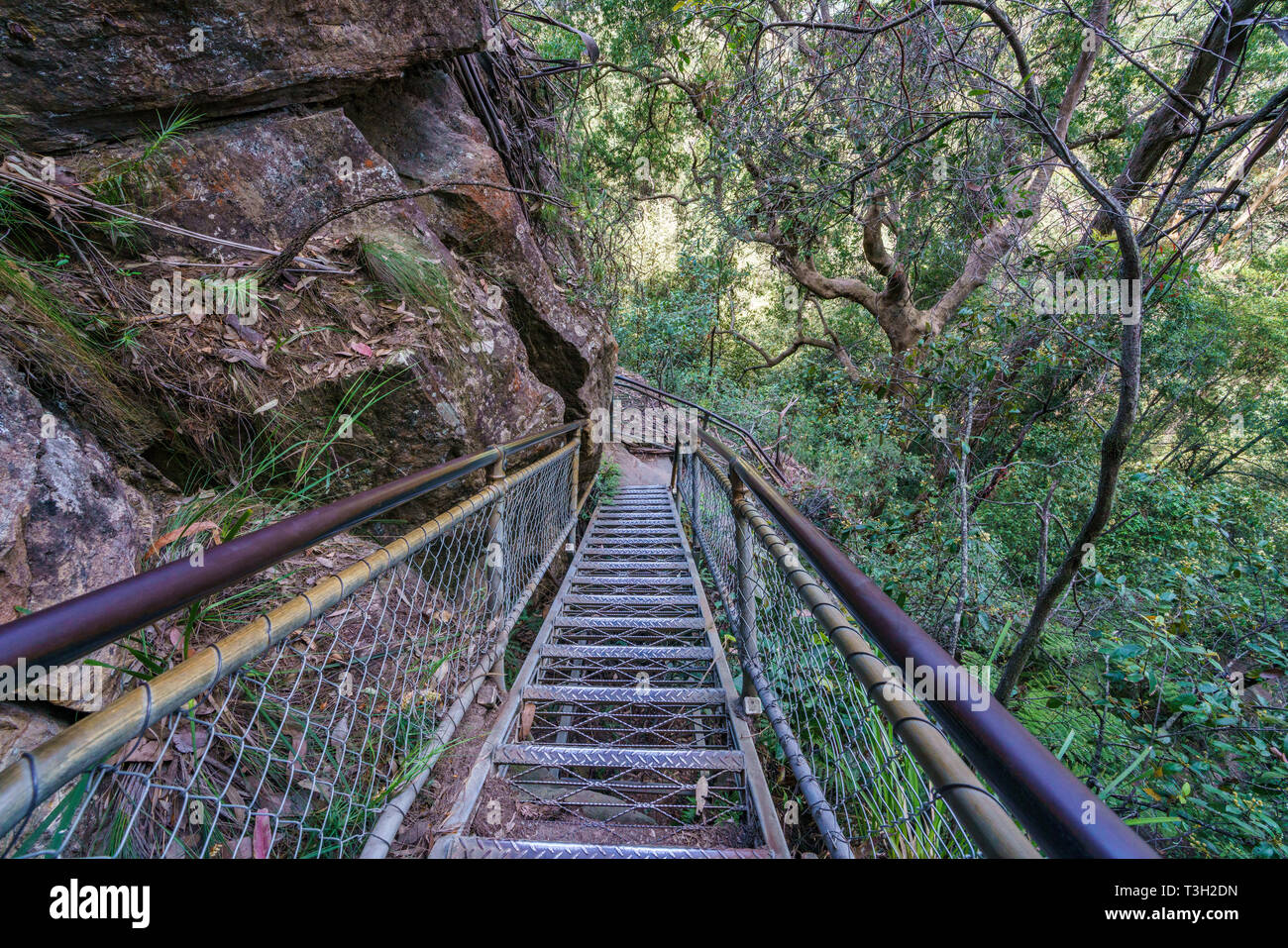 Leiter in riesigen Treppe, Track, Blue Mountains National Park, Australien Stockfoto