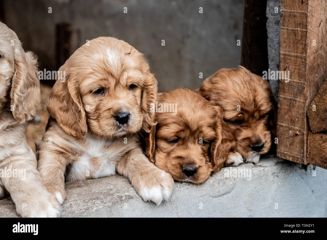 Absolut schöne Cocker Spaniel Welpen von ca. drei Wochen alt aus unserem Hause im Hochland von Panama, Republik Panama, Mittelamerika. Stockfoto