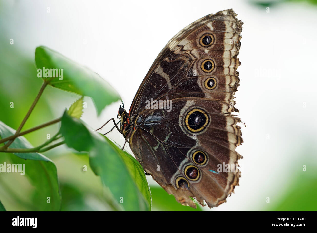 Ein Morpho peleides Schmetterling, die auf Dienstag Morgen am Butterfly World in Stockton on Tees geschlüpft. Stockfoto