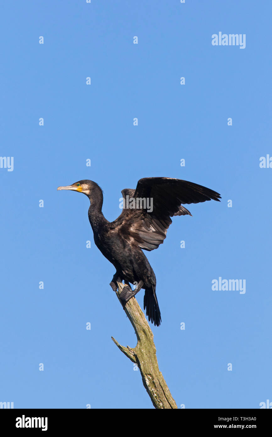 Kormoran/große schwarze Kormoran (Phalacrocorax carbo) im toten Baum gehockt und schlagenden Flügeln im Sommer Stockfoto