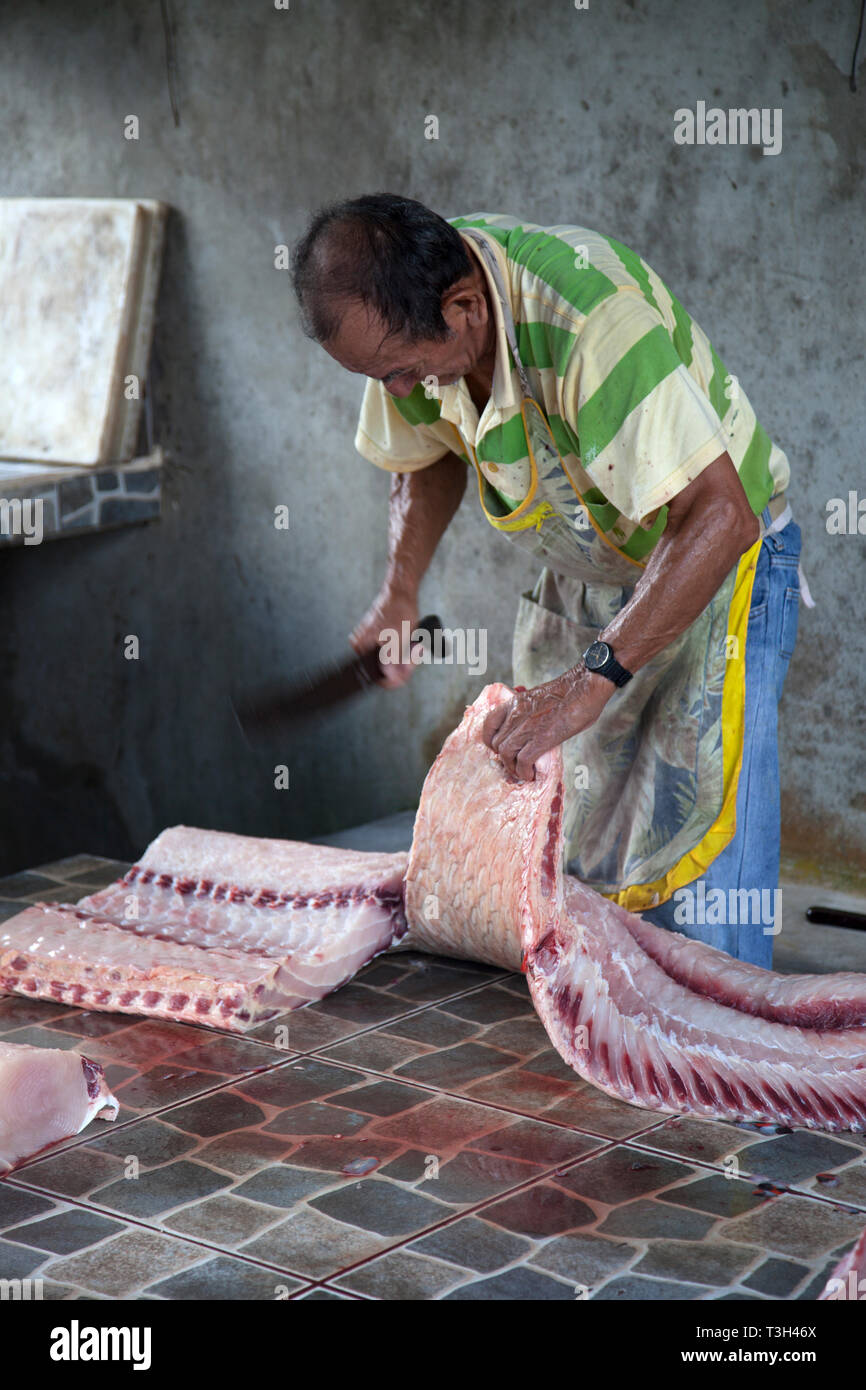 Paiche, einem gigantischen Amazonas Fluss Fisch, in einer Gärtnerei in der Nähe des Regenwaldes Stadt Iquitos, Peru. Stockfoto